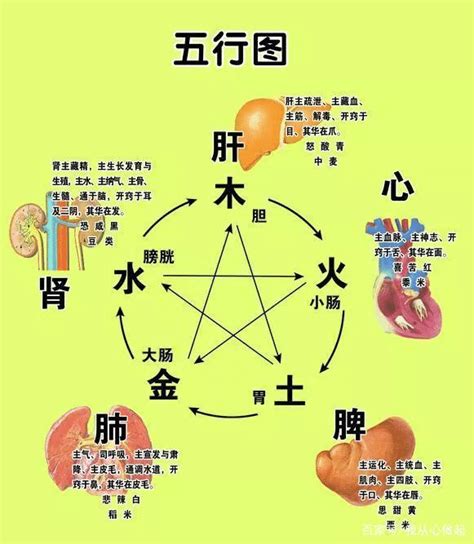 內臟 五行|臟腑